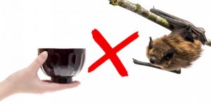 do_not_eat_bats_2
