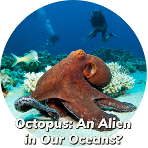 Octopus_ And Alien in Our Oceans _-1