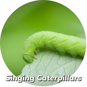 Singing Caterpillars-1 (1)
