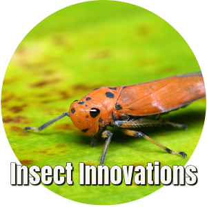 Insect Innovations