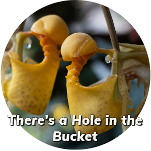 There's a Hole in the Bucket