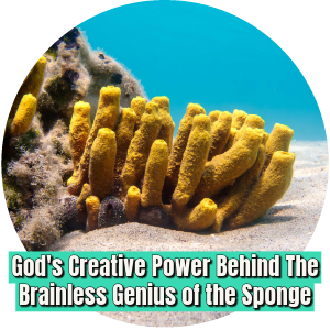 Sponge