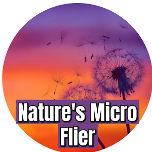 Natures Micro Fliers